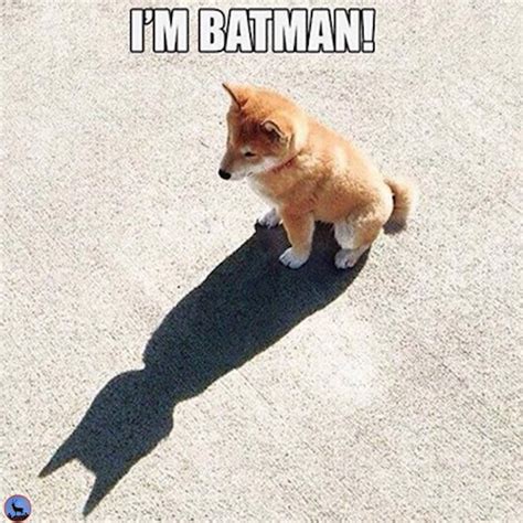 I am #Batman #meme #Corgy | Dogs | Pinterest | Batman meme, Meme and Batman