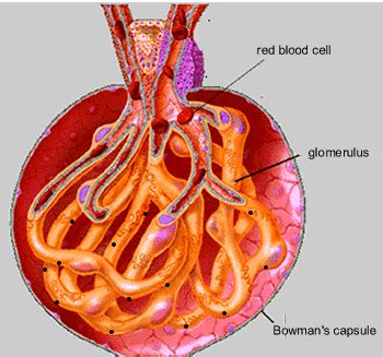 Biology GIF - Find & Share on GIPHY