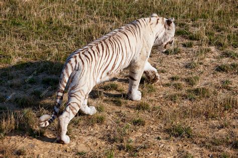 Premium Photo | White tiger patrolling its territory