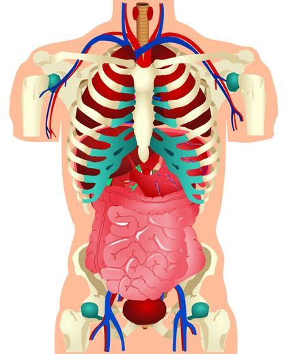 human body systems assignment - ModernHeal.com