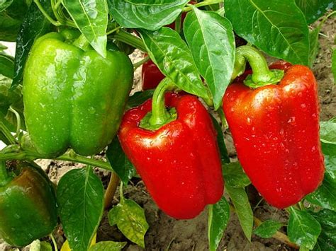 Green Capsicum Seeds - Shimla Mirchi Seeds - India Gardening Store