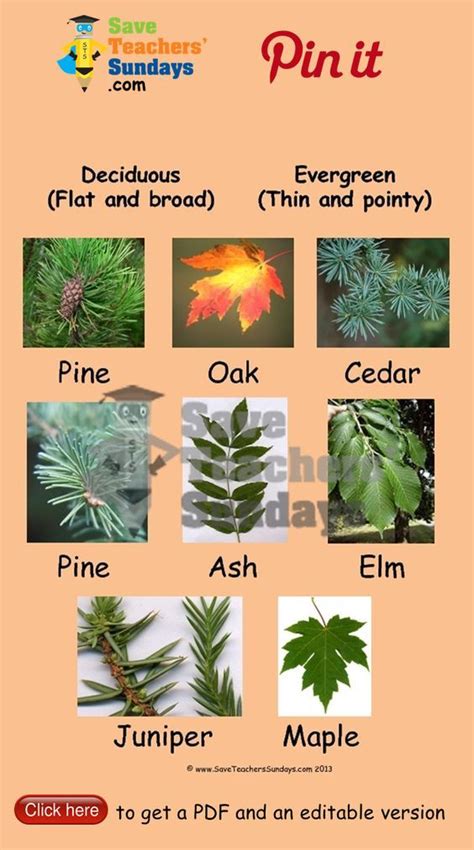 Classify leaves as deciduous or evergreen worksheets. Go to http://www ...