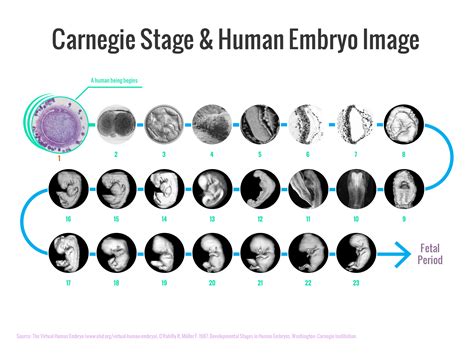 Human Embryo Development Timeline