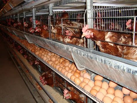 Chicken Egg Poultry Farm Equipment With Automatic Egg Collecting Machine - Buy Egg Poultry Farm ...