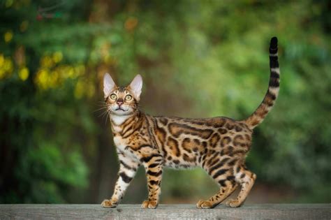 Bengalkatze Steckbrief | Mein Haustier