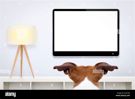 dog watching tv Stock Photo - Alamy