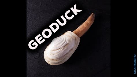 Geoduck Facts & Information Guide - sharksinfo.com