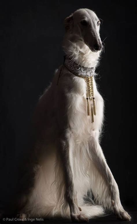 Borzoi (Russian wolfhound) ♥ | Borzoi dog, Dogs, Borzoi