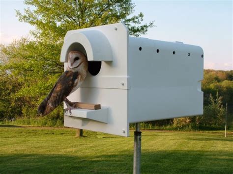 Barn Owl and Screech Owl and Bluebird Nest Boxes | Barn Owl Box Company