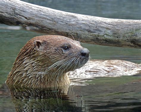 Going for a swim --- North American river otter | North america, River ...