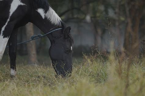 Premium Photo | Horse eating grass