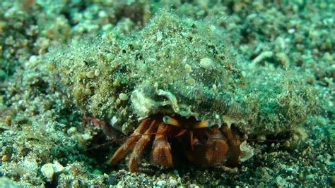 Hermit Crab (Pagurus Sp.) Appear Of Its Shell, Medium Shot. Stock Footage Video 13508381 ...