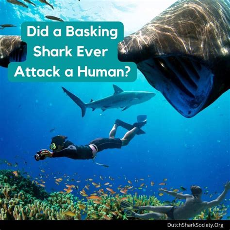 Are Basking Sharks Dangerous To Humans? - Dutch Shark Society