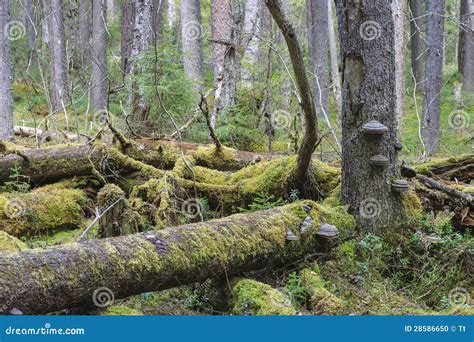 Primeval forest stock photo. Image of nature, landscape - 28586650