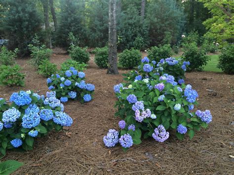 Hydrangea landscape design ideas - carryte