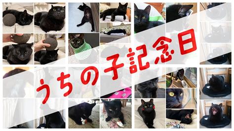 【うちの子記念日】どんべえありがとうフォトムービー[黒猫 保護猫]～4 years ago today, a 6 month old ...