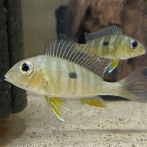 Geophagus Tapajos 'Red head' (Geophagus parnaibae) - Discus Madness