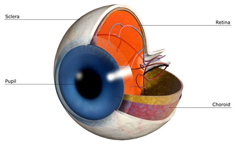 The Function of the Sclera in a Human Eye