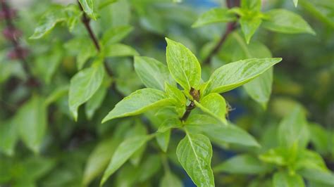 How to grow Thai basil: expert care and growing tips | Homes & Gardens