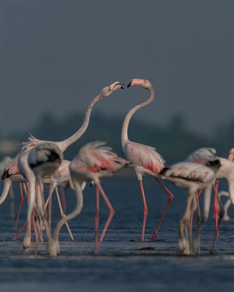 Flock Of Flamingo · Free Stock Photo