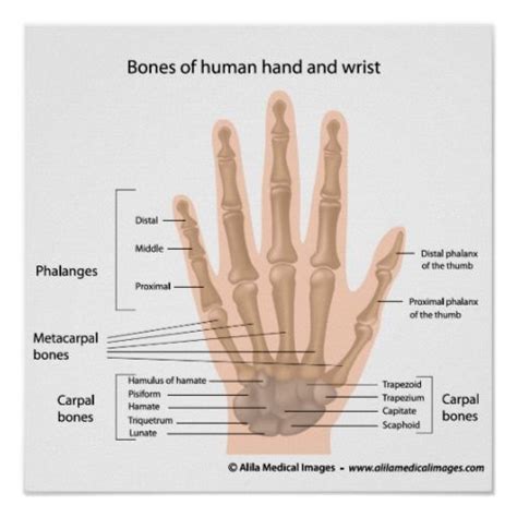 Bones of the hand, labeled diagram. poster | Zazzle | Hand anatomy, Human body bones, Hand therapy