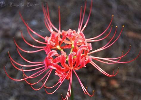 'Higan-bana', or Cluster-amaryllis Radiata, Amaryllis, Cluster, Flowers, Plants, Plant, Royal ...