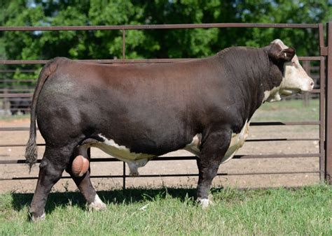 Hereford Bulls – Southern Cattle Company