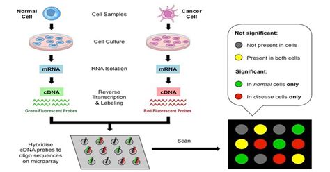 DNA Microarray: Principle, Types and steps involved in cDNA microarrays ...