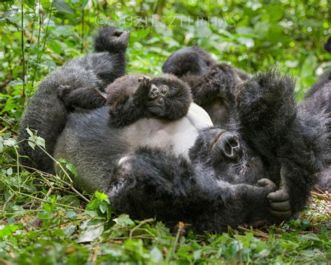 Baby Gorilla Playing with Dad Photo | Baby Animal Prints by Suzi