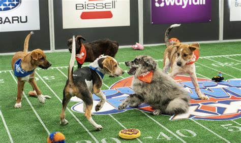 The 2024 Puppy Bowl: Team Fluff, Team Ruff Go Head-to-Head | KQED