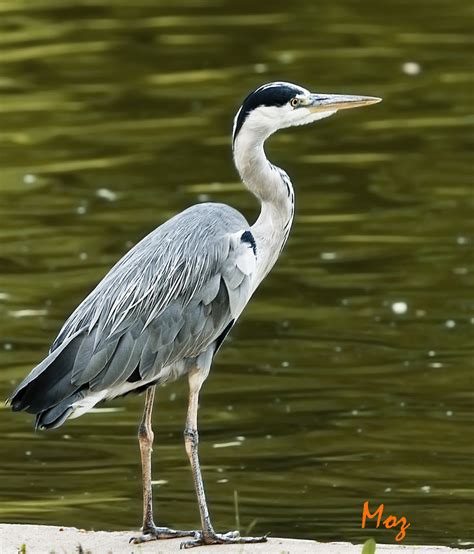 Grey Heron | The Grey Heron is a large grey bird with very l… | Flickr