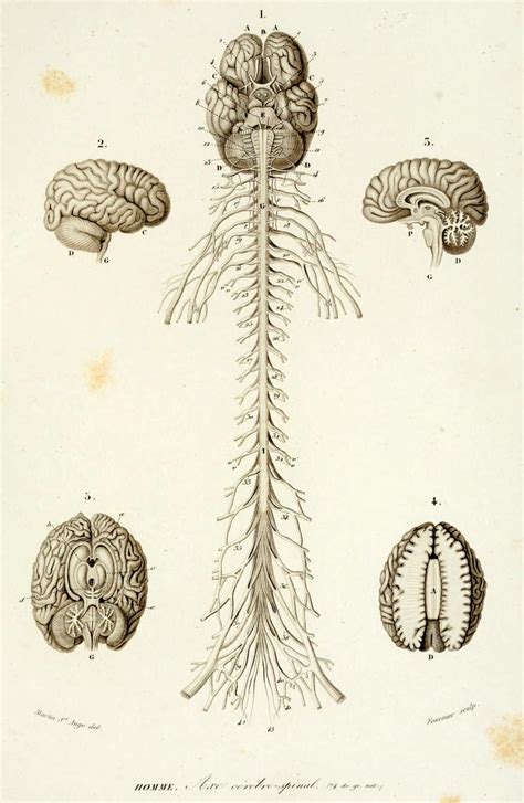 Human Central Nervous System and Peripheral... - Biomedical Ephemera, or: A Frog for Your Boils