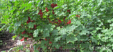 How to Grow New Currant Bushes For Free