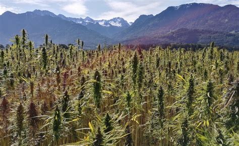 Finding Success (or Failure) in the Hemp Farming Industry