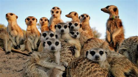 Best safaris for Meerkat in Namibia | 43 sightings | Expert Africa