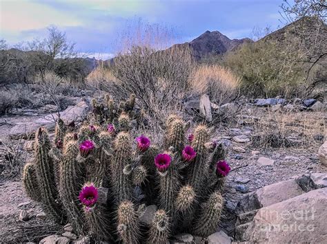 Sonoran Desert Spring Photograph by Kerri McCaffrey - Pixels