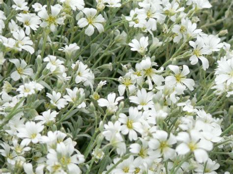 Cerastium tomentosum: planting, growing, care - TMH Garden