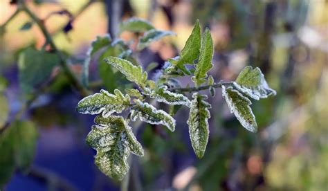 Can Tomato Plants Survive Frost? - The Truth - Gardening Dream