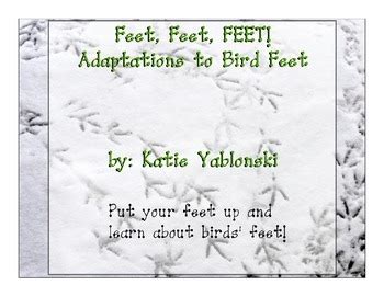 Bird Feet Adaptations Book by First Grade Sweets and Tweets | TpT