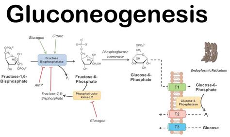 Gluconeogenesis | Science online