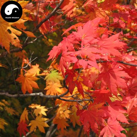 Buy Red Leaf Maple Tree Seeds 100pcs Plant Atropurpureum Tree For ...