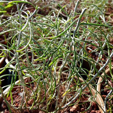 Ephedra viridis - Cactus Jungle