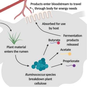 Rumen Microbes - Ruminococcus species | Department of Animal Science