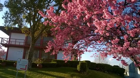 Cerejeiras (SAKURA) encantam o jardim da sede da CCIBJ-PR | Câmara do ...