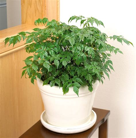 China Doll Makes a Beautiful Houseplant With Its Fernlike Foliage | Foliage plants, Asparagus ...