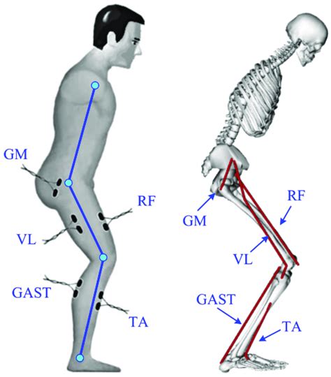 Schematic presentation of the EMG electrodes' placement and muscles in... | Download Scientific ...