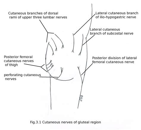 Gluteal region - myhumananatomy