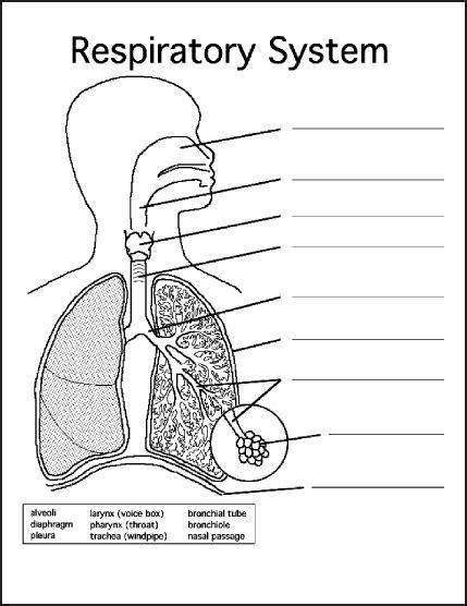 Respiratory System Unlabeled Diagram