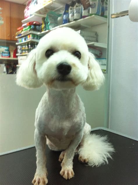 Bichon Frise Haircut Styles Pictures - what hairstyle is best for me