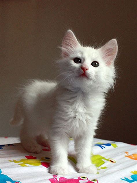 8+ Turkish Angora Kitten - Furry Kittens